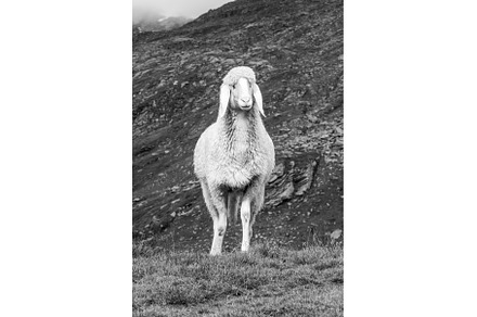 Cute white alpine sheep on mountain, an Animal Photo by pytyczech