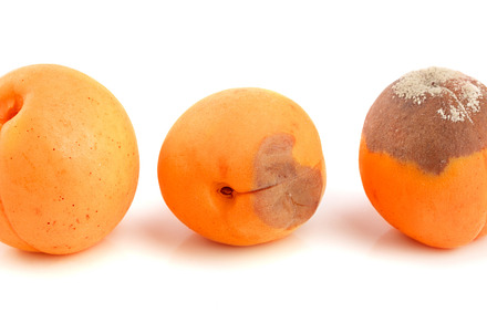 Rotten and good apricot isolated on featuring apricot, isolated, and food, a Food & Drink Photo by NataPhoto