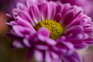 Pink chrysanthemum flower