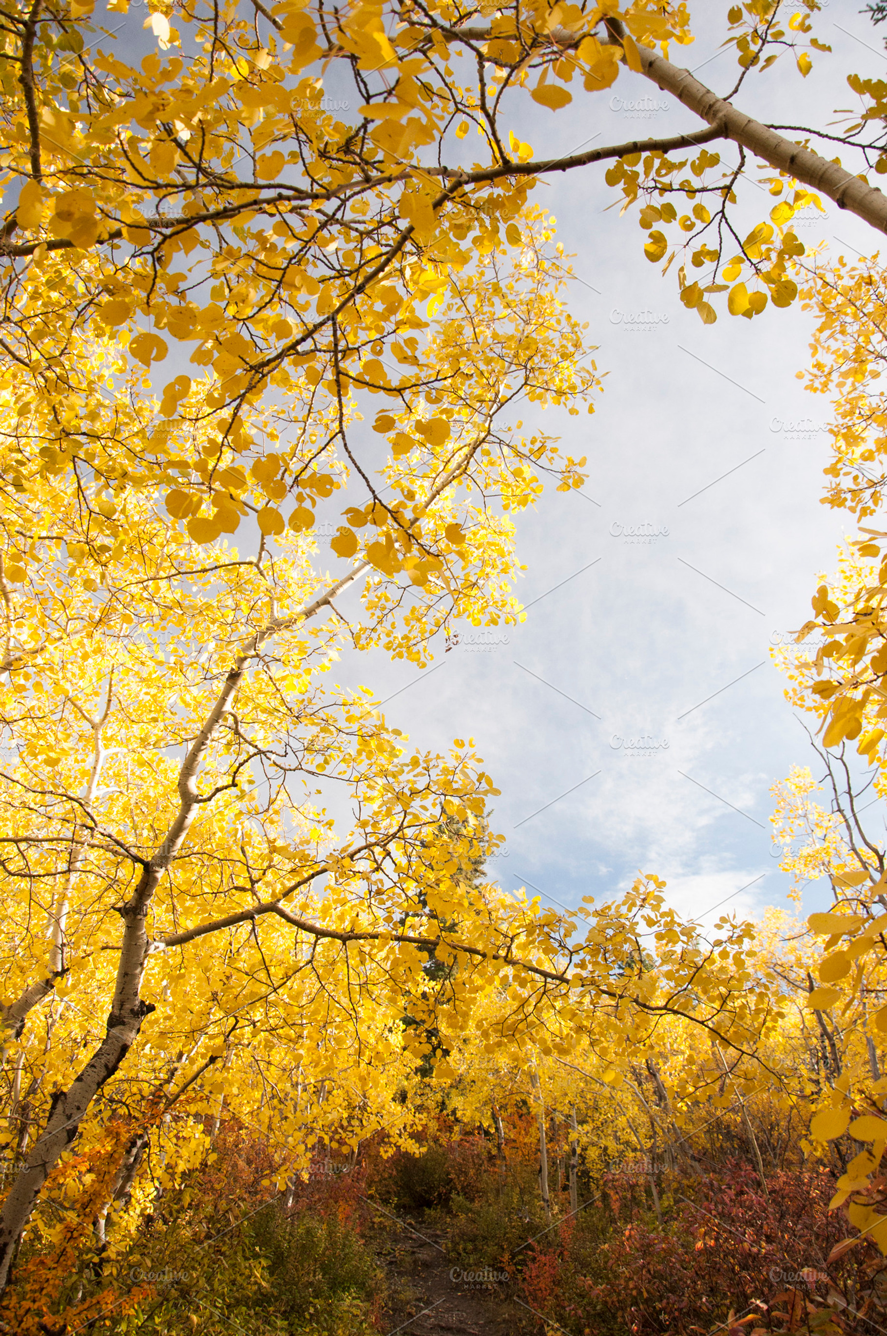 Sky Of Yellow