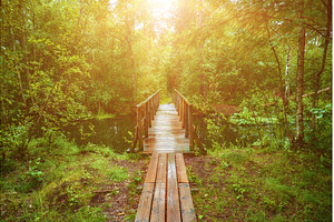 Summer moody forest, a Nature Photo by Nature and travel