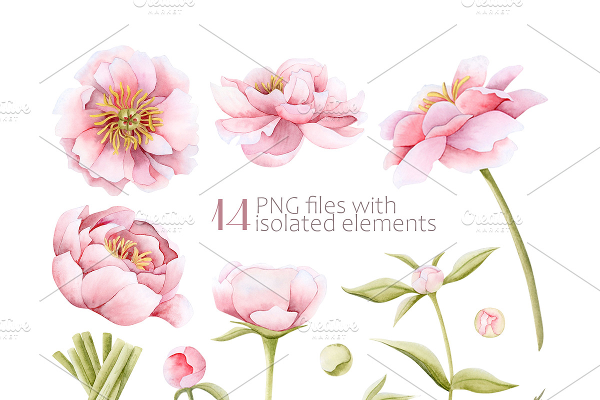 Pink Peonies Watercolor Women Beauty, a Decorative Illustration by Elena Malgina Clipart (Photo 10 of 13)