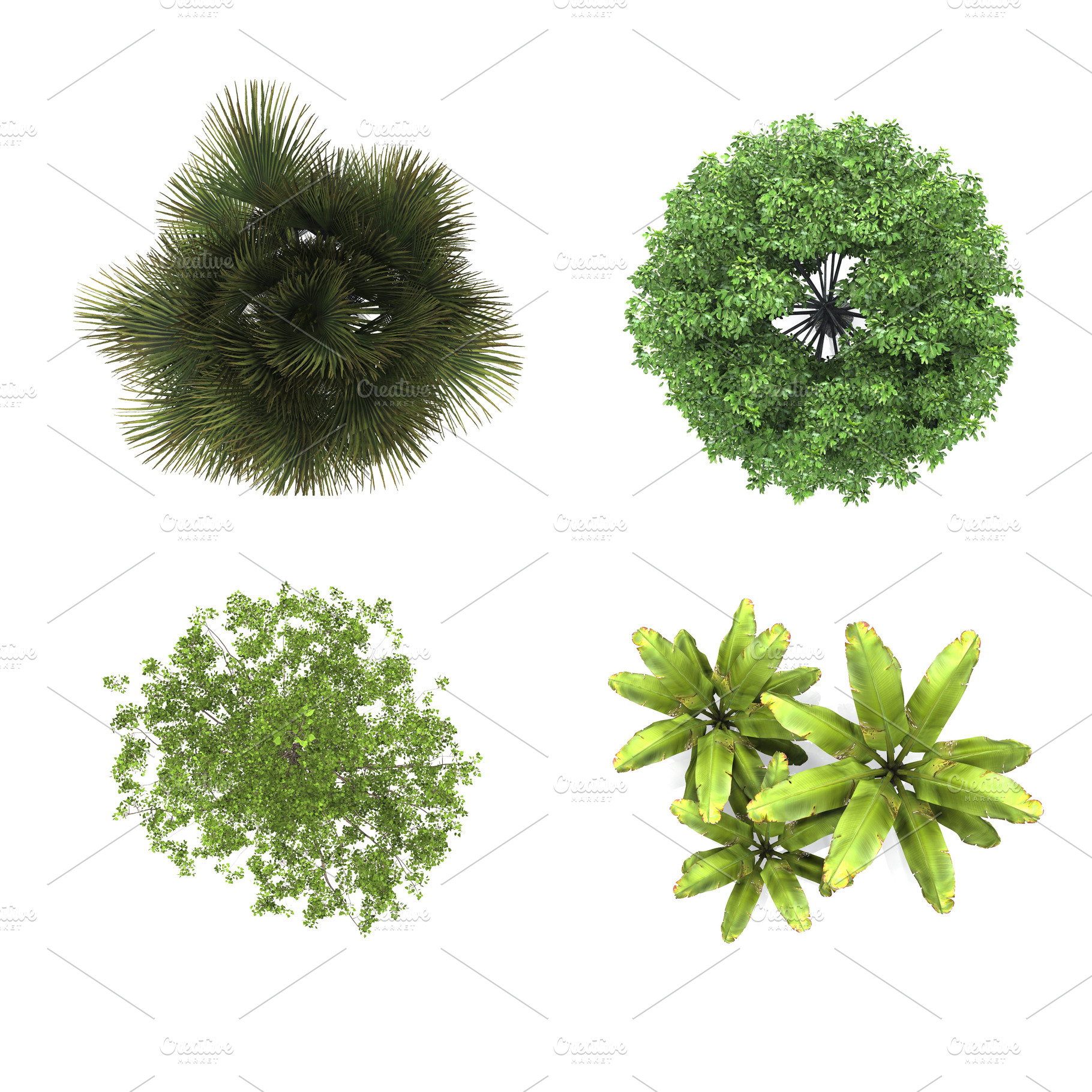Tree in top view white background containing abstract, aerial, and, a Nature Photo by coffeelover