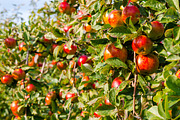 Feeling Apple, a Templates & Theme by Feelings (Thumbnail 4 of 5)
