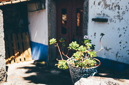 Potted plant on stone wall focus, an Architecture Photo by SkyNext