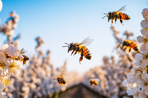 Spring Orchard with Bees Pollinating, a Nature Photo by Virgo Studio