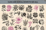 87% OFF Vintage Bundle - Free Update, an Animal Illustration by Brigantine Designs (Thumbnail 17 of 21)