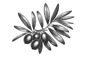 olive branch plant sketch vector, a Food Illustration by AlexArt