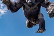 116 Flying animals, an Animal Photo by Handmadefont (Thumbnail 29 of 119)