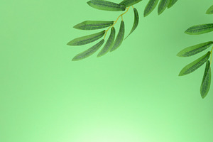 Green background with olive tree branch hanging from above., a Background Photo by ndanko