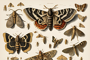 Vintage Moths, an Animal Illustration by Karliefie (Thumbnail 5 of 6)