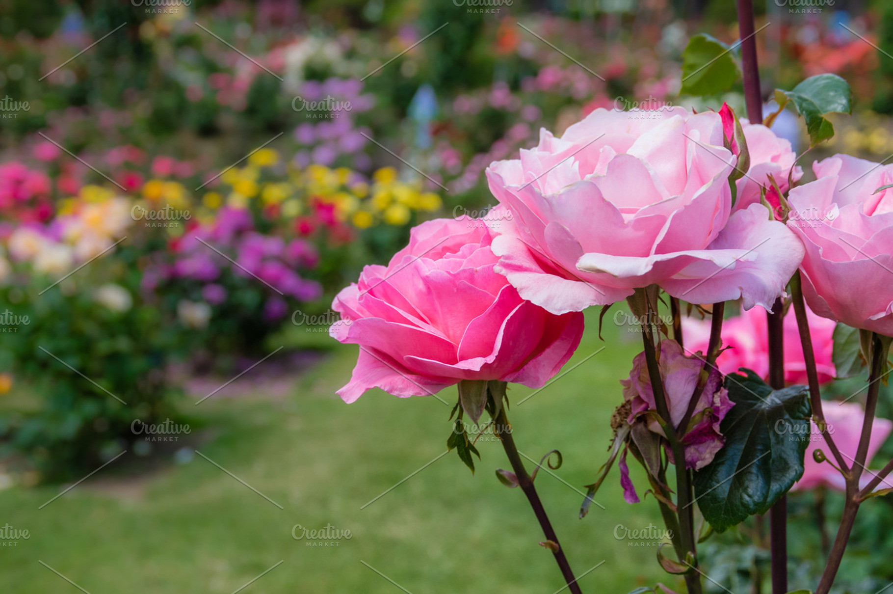 Rose Blossom In A Large Garden Containing Garden Park And Growing