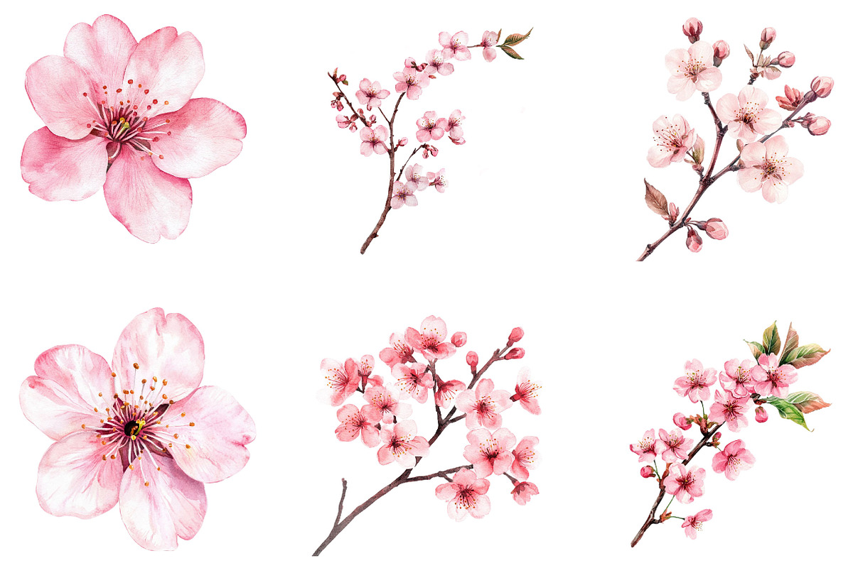 Watercolor Cherry Blossom Clipart, an Illustration by Designking (Photo 3 of 5)