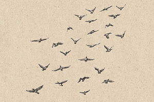 Flocks Of Birds, Sketch Style