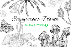 Carnivorous Plants