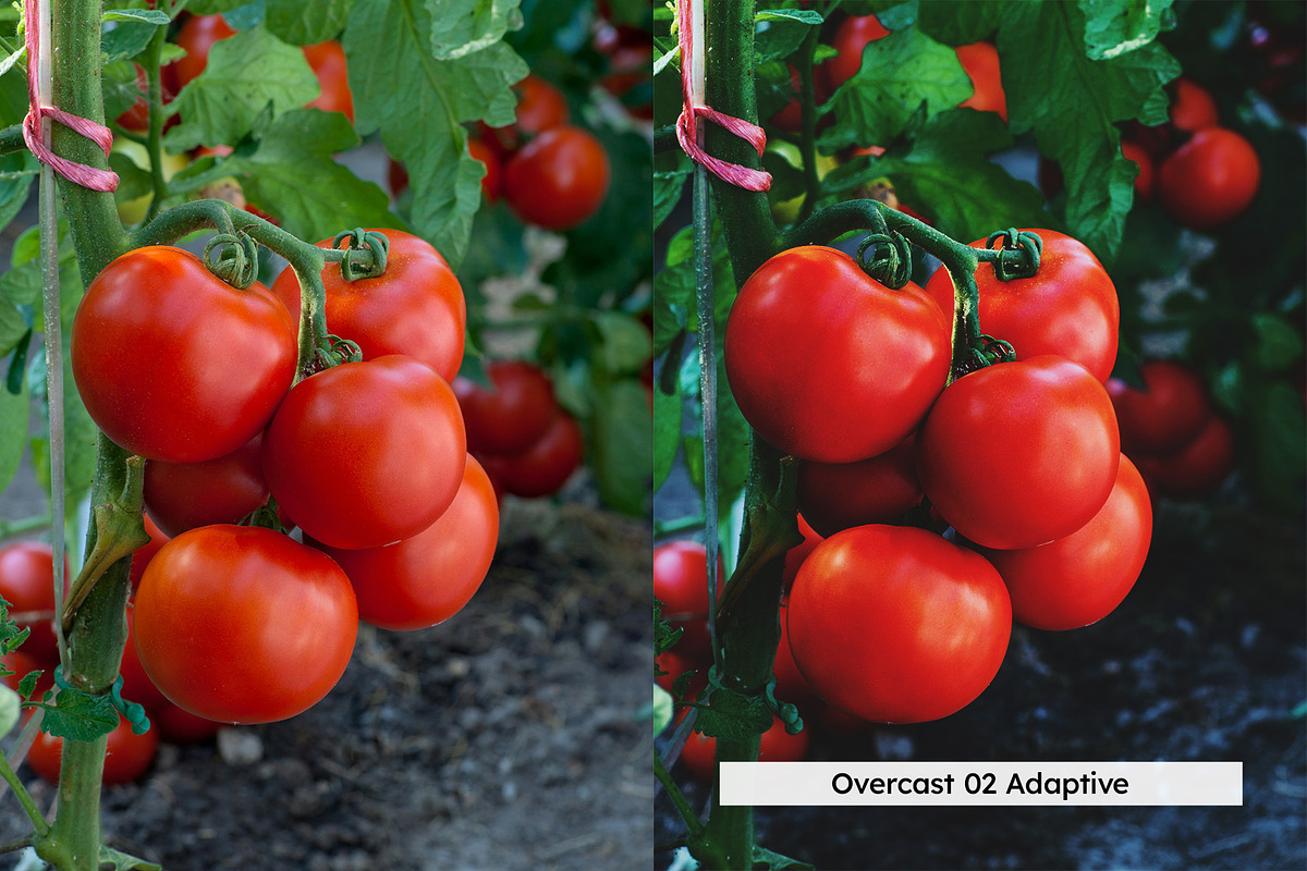20 Farm to Table Lightroom Presets, a Preset Add-On by SparkleStock (Photo 6 of 11)