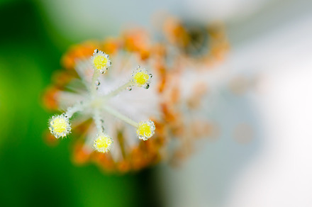 Carpel of snowflake hibiscus stock photo containing carpel and pollen, a Nature Photo by yongkiet jitwattanatam
