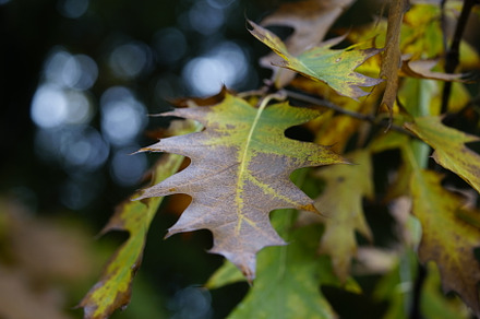 Autumn leaves stock photo containing leaf and leaf image