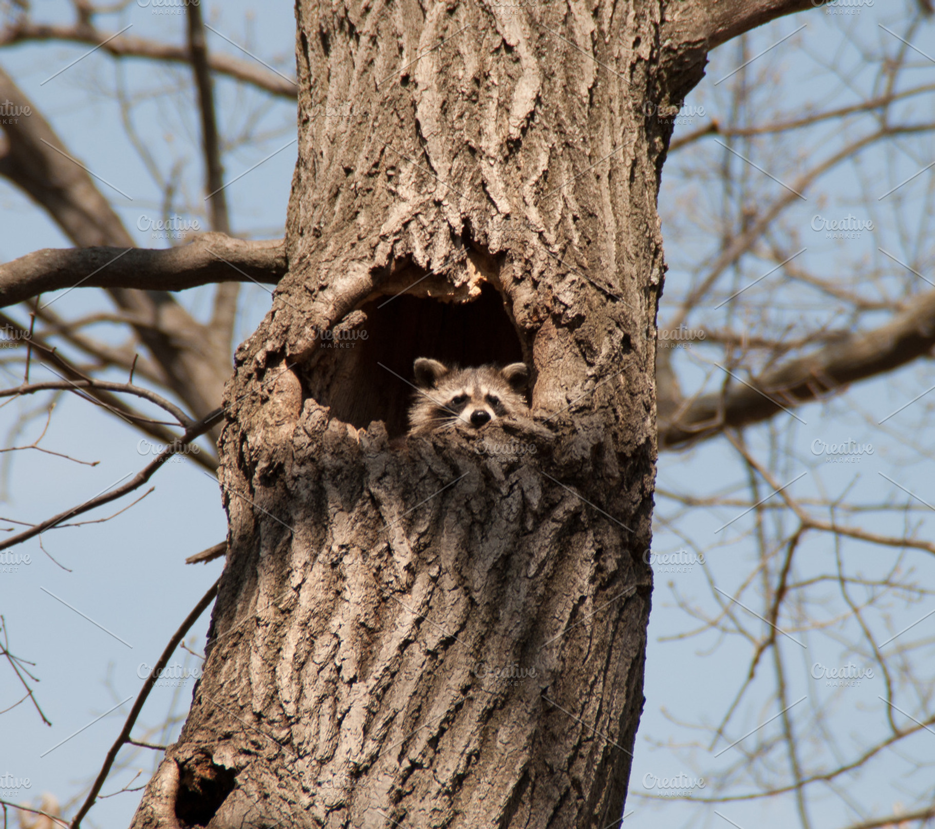 Spy is watching you, an Animal Photo by Bloor