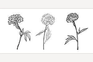 Ink peony. Botanical drawing. Flower, an Object Illustration by Anna's Shop
