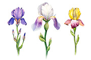 Watercolor iris flowers kit, a Texture Illustration by Sundra (Thumbnail 2 of 9)