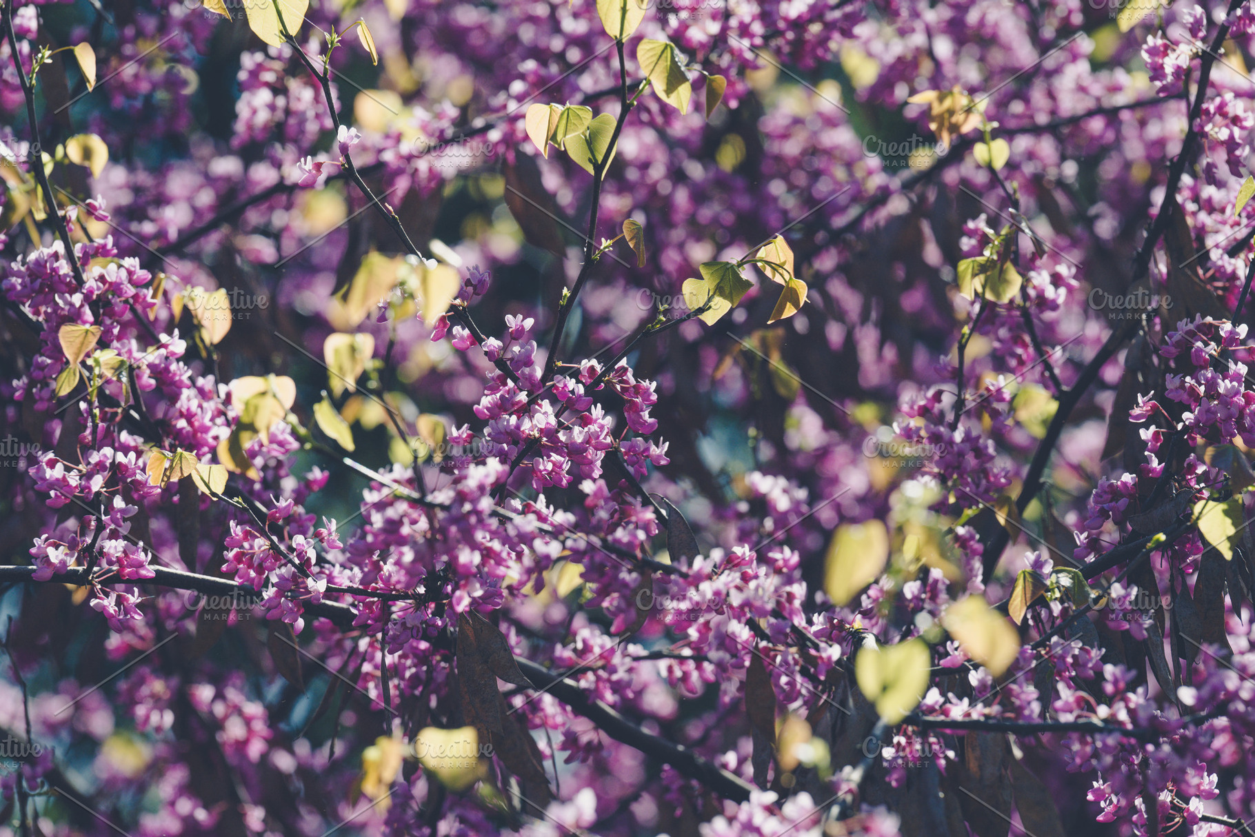 Branches of Eastern Redbud tree Cercis canadensis filled with cl, a Nature Photo by ndanko