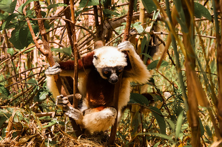 Portrait of the Coquerel's sifaka aka Propithecus coquereli at Lemurs park, Ant, an Animal Photo by Wild, Wild World