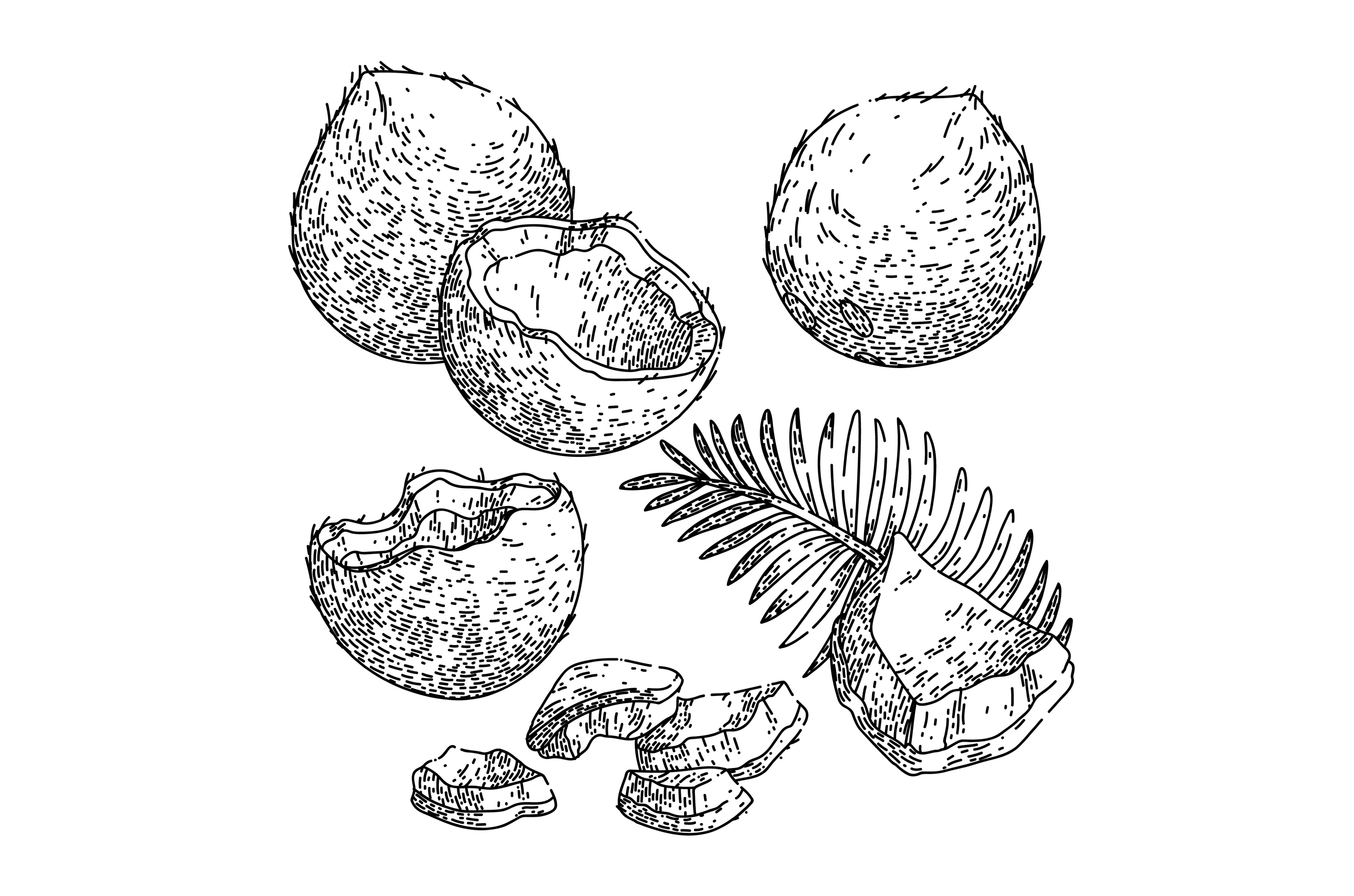 coconut coco milk fruit set sketch, a Food Illustration by pikepicture
