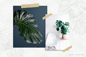 Monstera Leaf Vectors And Patterns