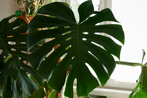 Home plant care scene with large monstera leaves prepared for rehabilitation an, a Photo by matucha