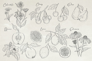 Herbs & Fruits Hand Drawn Collection