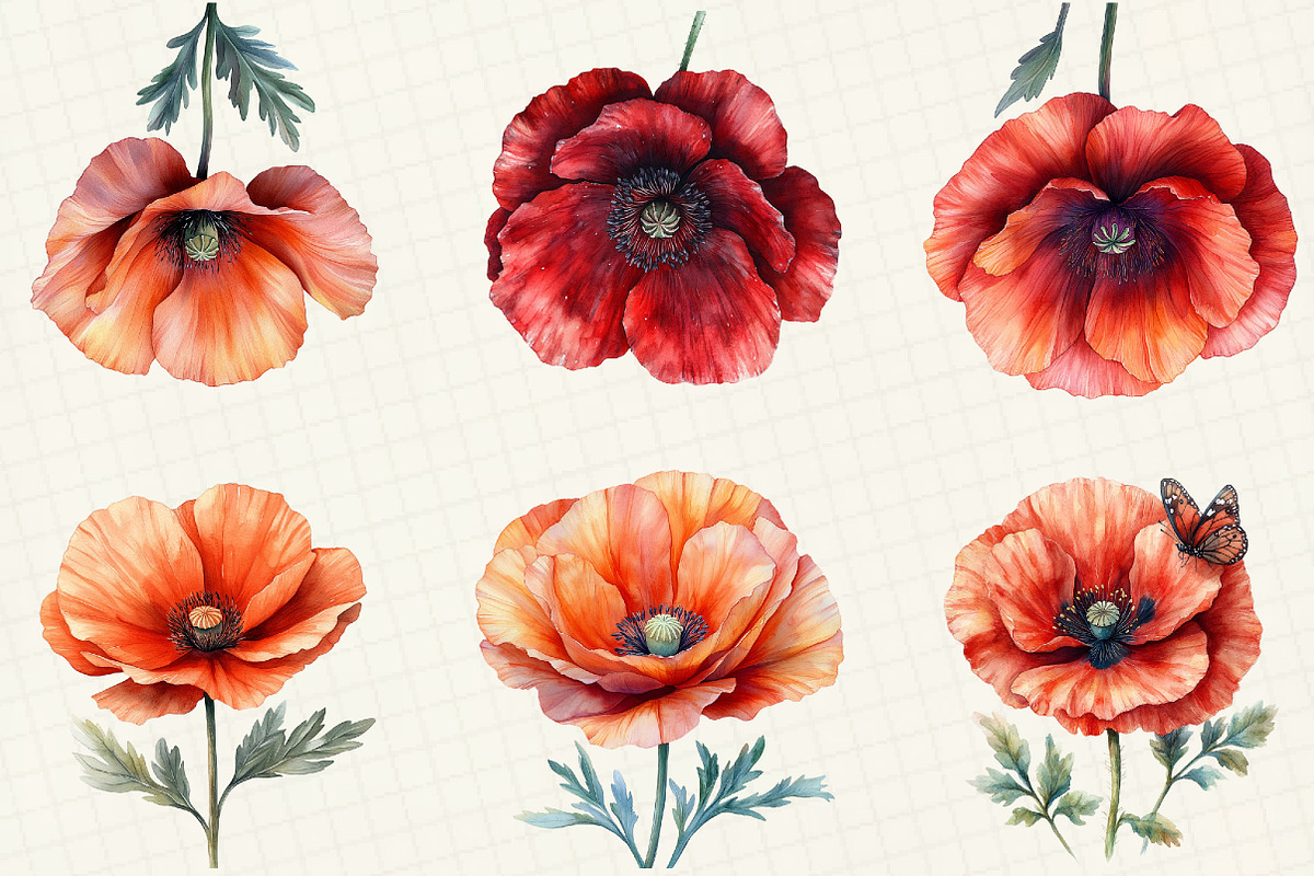 Corn Poppy Flower Bloom Clipart, an Illustration by OK Design (Photo 2 of 5)