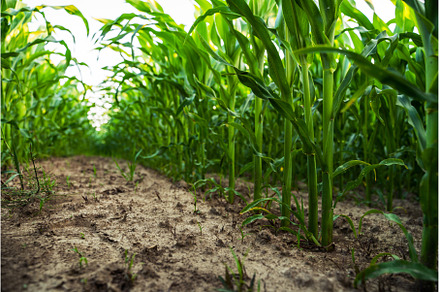 Ground-level view of corn stalks in