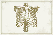 100+ Vintage Anatomy Vectors, a Healthcare Illustration by Shizzle Stock (Thumbnail 15 of 20)