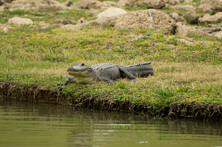 Alligator stock picture
