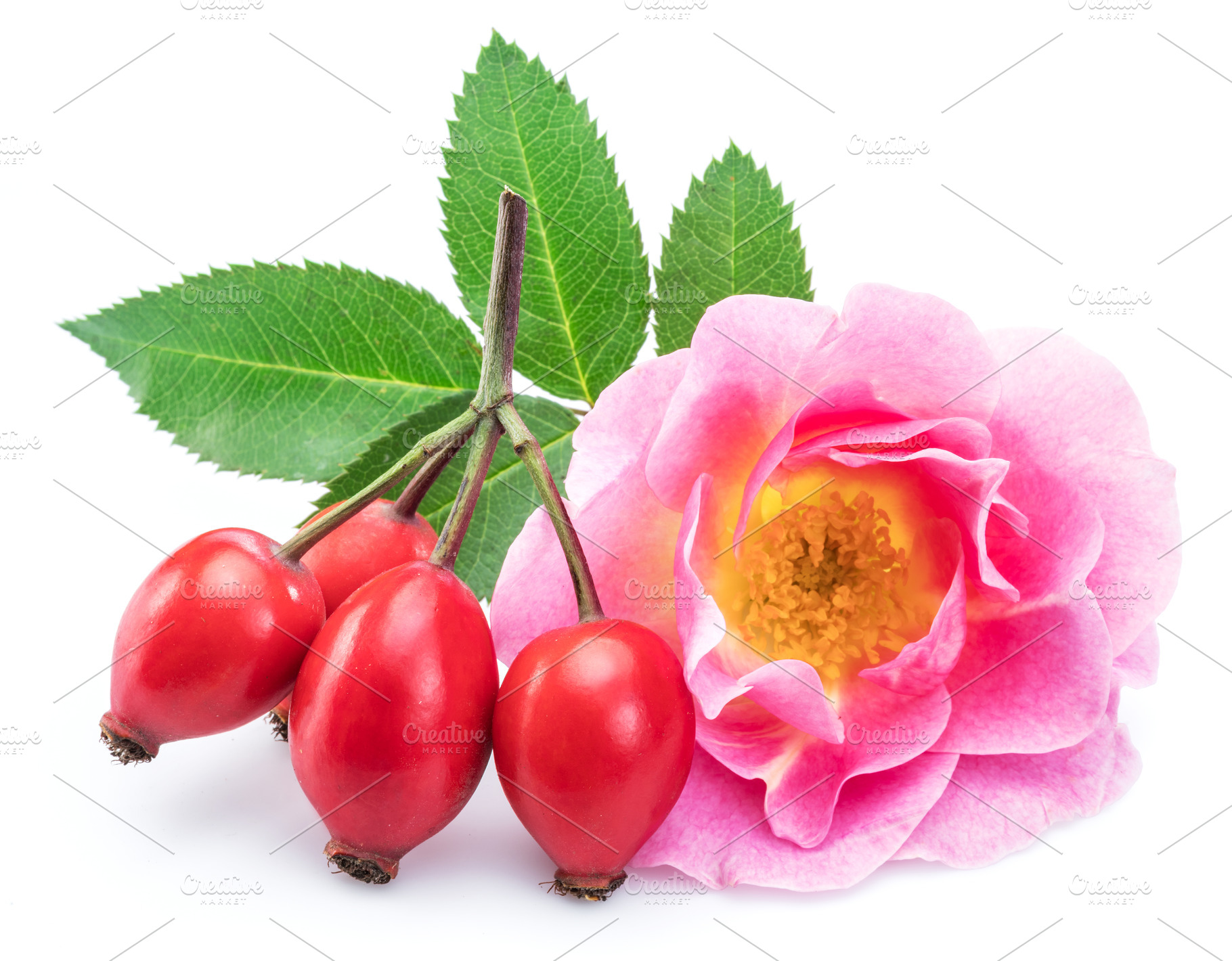 Rose-hips with rose flower isolated, a Food & Drink Photo by Volff
