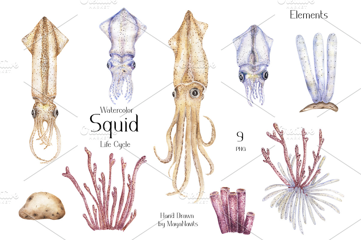 Watercolor Squid Life Cycle Set, an Education Illustration by MayaNavits (Photo 5 of 8)