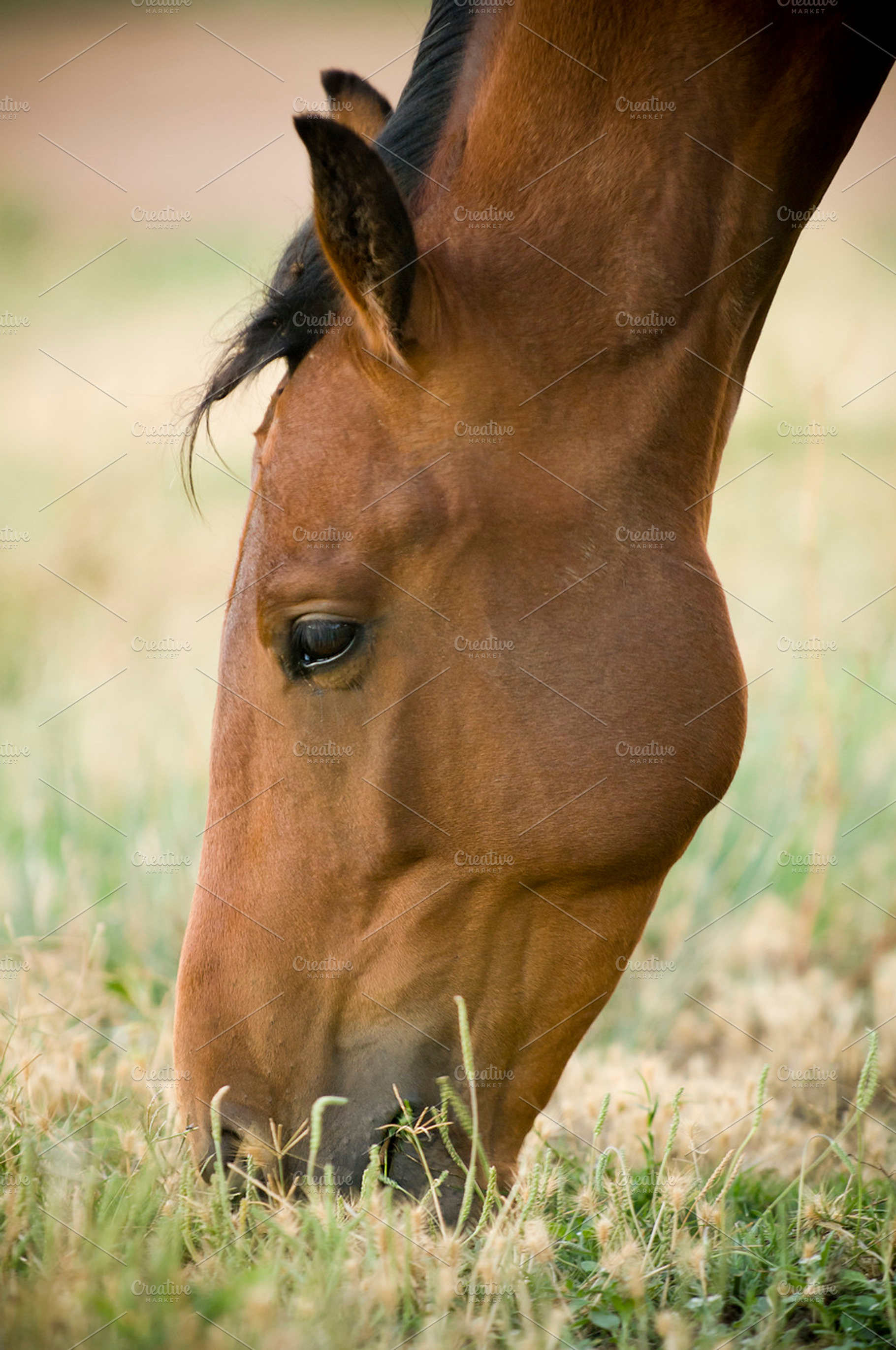 Grazing Horse, an Animal Photo by THP Creative