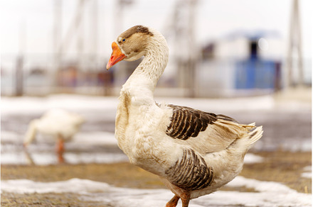 Geese walking by a wooden deck on a, a Nature Photo by darksoul72