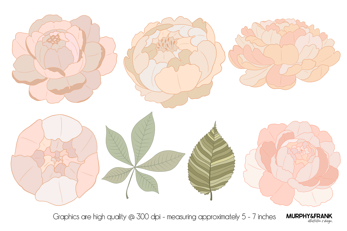 Peony Clipart Flowers Peonies, an Illustration by Murphy & Frank (Photo 3 of 5)