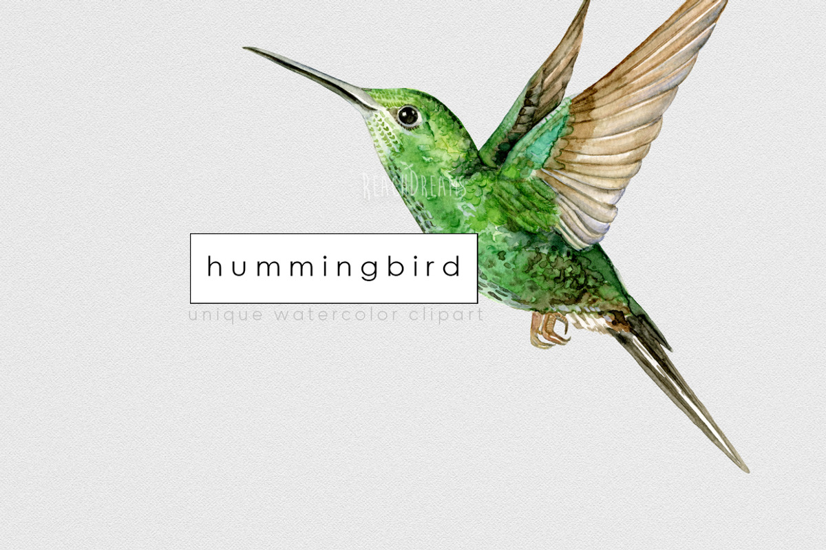 Watercolor Hummingbird clipart, an Animal Illustration by ReachDreams (Photo 3 of 3)
