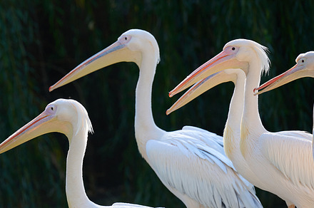 A flock of white pelicans on a pond on an autumn day, an Animal Photo by ndanko