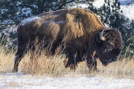 American Bison Bull