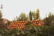 Fall Pumpkin Stock Bundle, a Holiday Photo by r.r.palacios (Thumbnail 13 of 15)