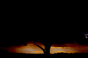 Tree at Dusk, a Nature Photo by Marc Sandin Creative (Thumbnail 4 of 5)