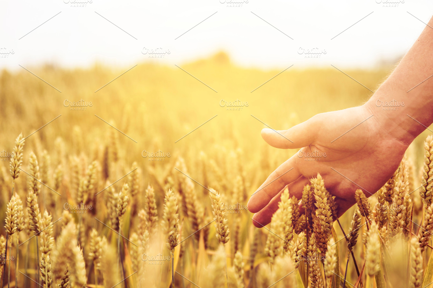 Wheat field agriculture closeup, a Nature Photo by hitdelight