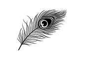 Peacock Feather Silhouette Bundle, an Illustration by jahid234 (Thumbnail 8 of 31)