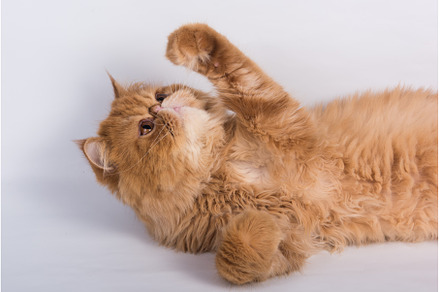 Persian Exotic Longhair cat is on, an Animal Photo by COLORFUL