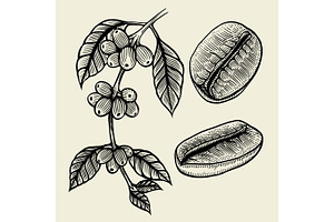Coffee plant branch
