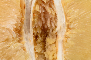 Detailed close-up of a fresh pomelo fruit, showing the juicy fl, a Food & Drink Photo by ndanko